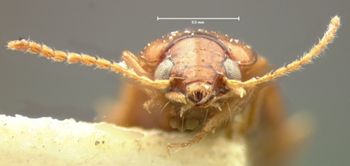 Media type: image;   Entomology 5584 Aspect: head frontal view